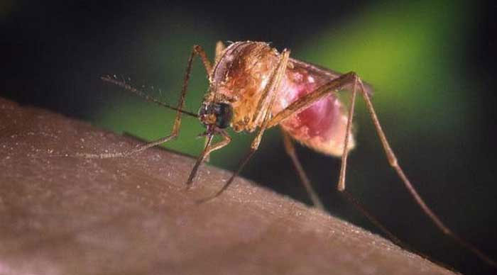 zanzara febbre del nilo